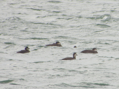 Thumbnail of Common Scoter